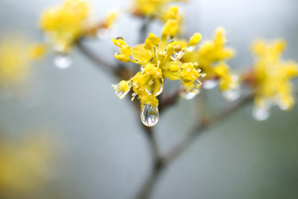 우수 절기 2026년 완벽 가이드: 봄 준비와 건강 관리법 총정리